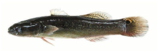 閩南叫虎魚的什么魚 龍魚百科 第7張 閩南叫虎魚的什么魚 閩南叫虎魚的什么魚 龍魚百科 第7張