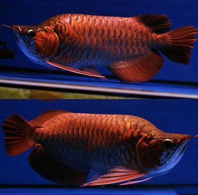 福龍魚是什么品種的