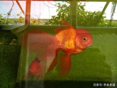 龍魚色彩變化的科學(xué)原理：關(guān)于龍魚的色彩變化的詳細科學(xué)原理