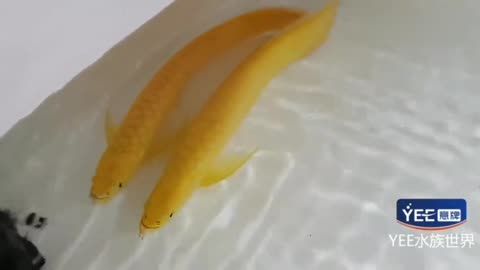 黃龍魚長什么樣子