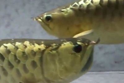 金龍魚何時使用黃燈養護，金龍魚什么時候用黃燈養護：金龍魚什么時候用黃燈養護