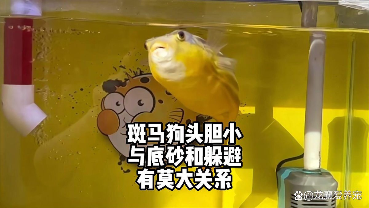 海水黄龙鱼一直躲在沙子里面