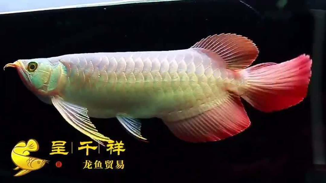 戰車龍魚體型的特點（戰車龍魚體型的特點主要體現在以下幾個方面）