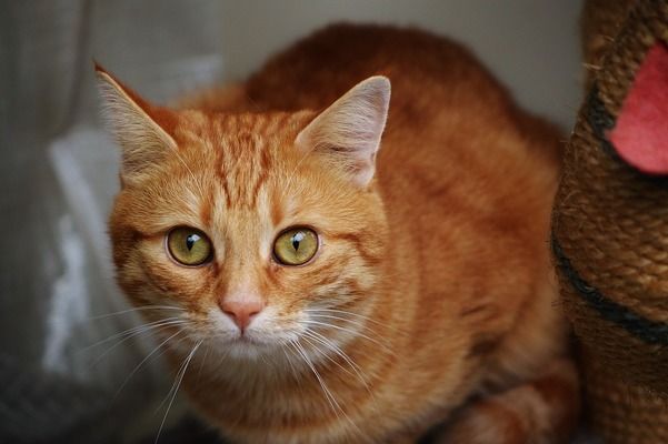 龍魚的正確飼養(yǎng)方法大全，如何正確的飼養(yǎng)龍魚