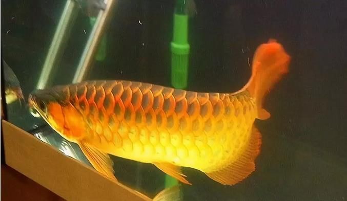 金龍魚掉眼手術(shù)多少錢一次：金龍魚掉眼手術(shù)價格并非固定而是受多種因素影響