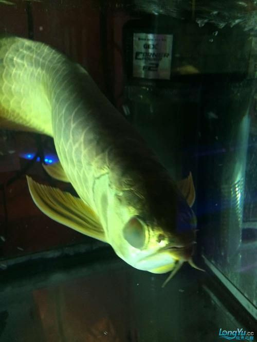 龍魚眼睛有白膜圖片