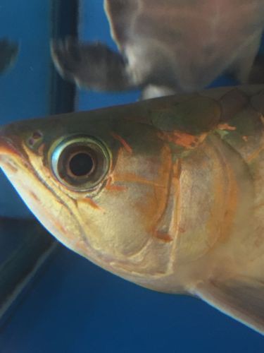 龍魚眼睛有白膜圖片