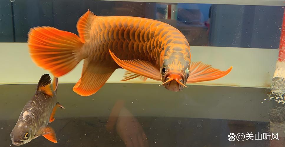 龍魚眼睛有白膜圖片