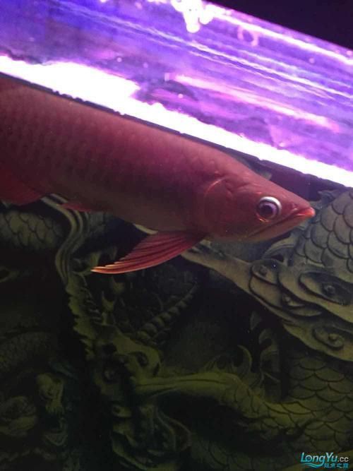 龍魚眼睛有白膜圖片