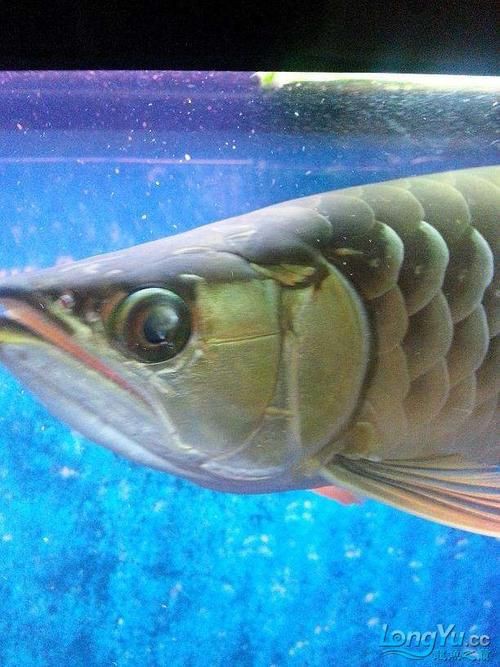 龍魚眼睛有白膜圖片