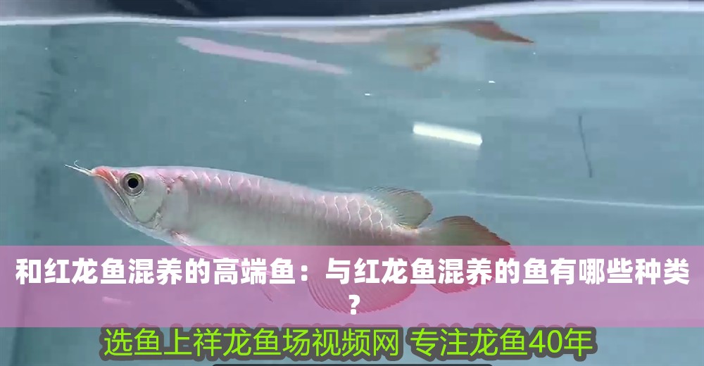 和紅龍魚混養的高端魚：與紅龍魚混養的魚有哪些種類？