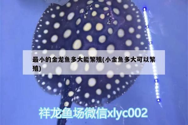 金龍魚(yú)最小的多大，“金龍魚(yú)最小的多大”的直接答案是金龍魚(yú)的相關(guān)介紹 金龍魚(yú)最小的多大，“金龍魚(yú)最小的多大”的直接答案是金龍魚(yú)的相關(guān)介紹 龍魚(yú)百科 第2張