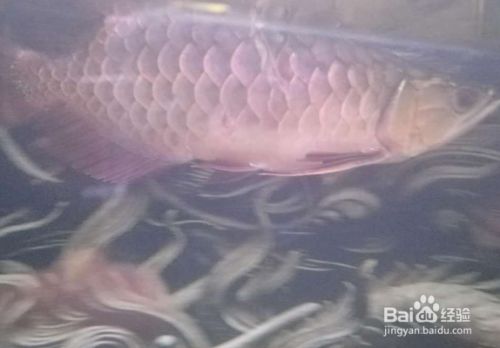 龍魚經常跳缸怎么回事兒：關于龍魚跳缸的詳細解釋和處理方法 龍魚經常跳缸怎么回事兒：關于龍魚跳缸的詳細解釋和處理方法 龍魚百科 第2張