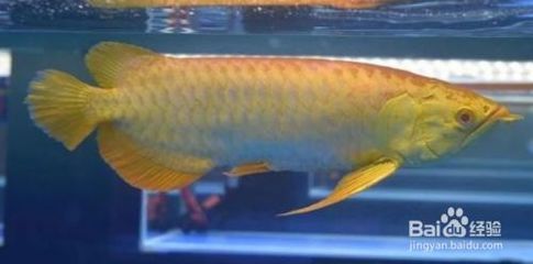 龍魚經常跳缸怎么回事兒：關于龍魚跳缸的詳細解釋和處理方法 龍魚經常跳缸怎么回事兒：關于龍魚跳缸的詳細解釋和處理方法 龍魚百科 第1張