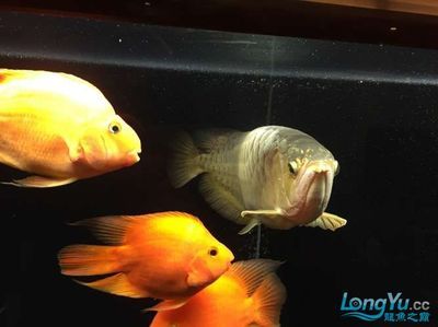 金龍魚一缸可以養幾條錦鯉:金龍魚一般養幾條錦鯉 龍魚百科 第1張 金龍魚一缸可以養幾條錦鯉:金龍魚一般養幾條錦鯉 金龍魚一缸可以養幾條錦鯉:金龍魚一般養幾條錦鯉 龍魚百科 第1張