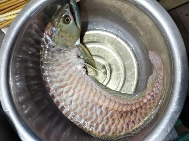 銀龍魚烹飪方法大全圖片