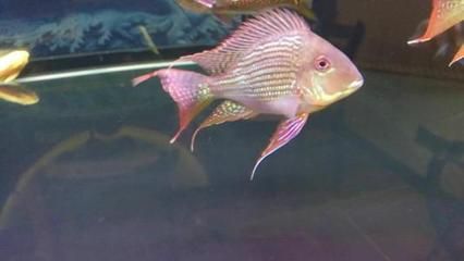 龍魚最好的配魚方法是什么：適合與龍魚混養(yǎng)的魚類 龍魚最好的配魚方法是什么：適合與龍魚混養(yǎng)的魚類 龍魚百科 第1張