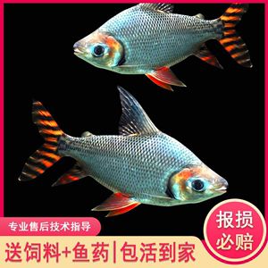 龍魚最好的配魚方法是什么：適合與龍魚混養(yǎng)的魚類 龍魚最好的配魚方法是什么：適合與龍魚混養(yǎng)的魚類 龍魚百科 第2張