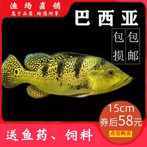 龍魚最好的配魚方法是什么：適合與龍魚混養(yǎng)的魚類 龍魚最好的配魚方法是什么：適合與龍魚混養(yǎng)的魚類 龍魚百科 第3張