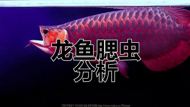 龍魚鰓蓋感染會傳染嗎？