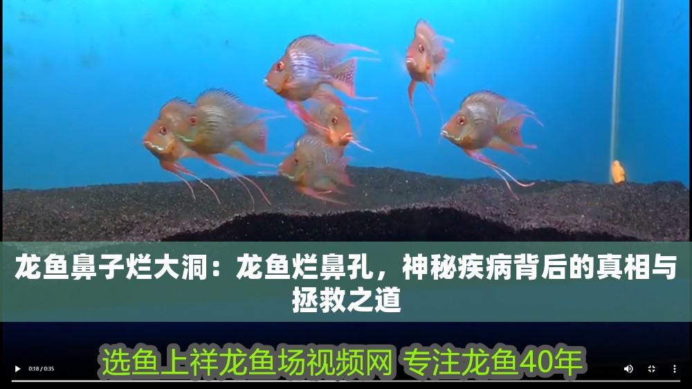 龍魚鼻子爛大洞：龍魚爛鼻孔，神秘疾病背后的真相與拯救之道