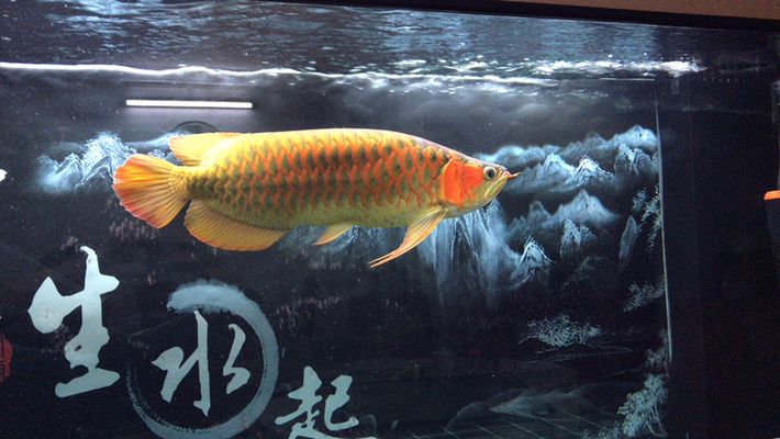 三间鼠鱼苗饲料品牌推荐：三间鼠鱼苗饲料哪个牌子好