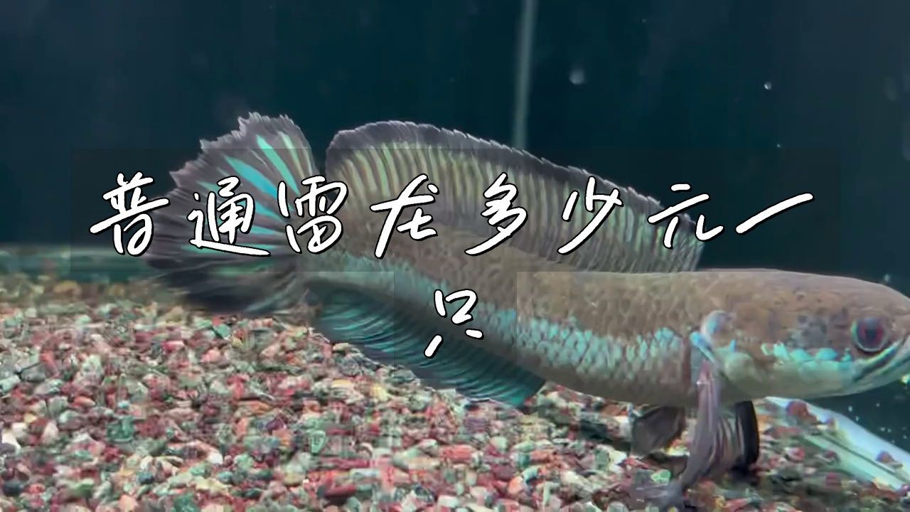 雷龍魚一般多少錢一條 雷龍魚一般多少錢一條 龍魚百科 第4張