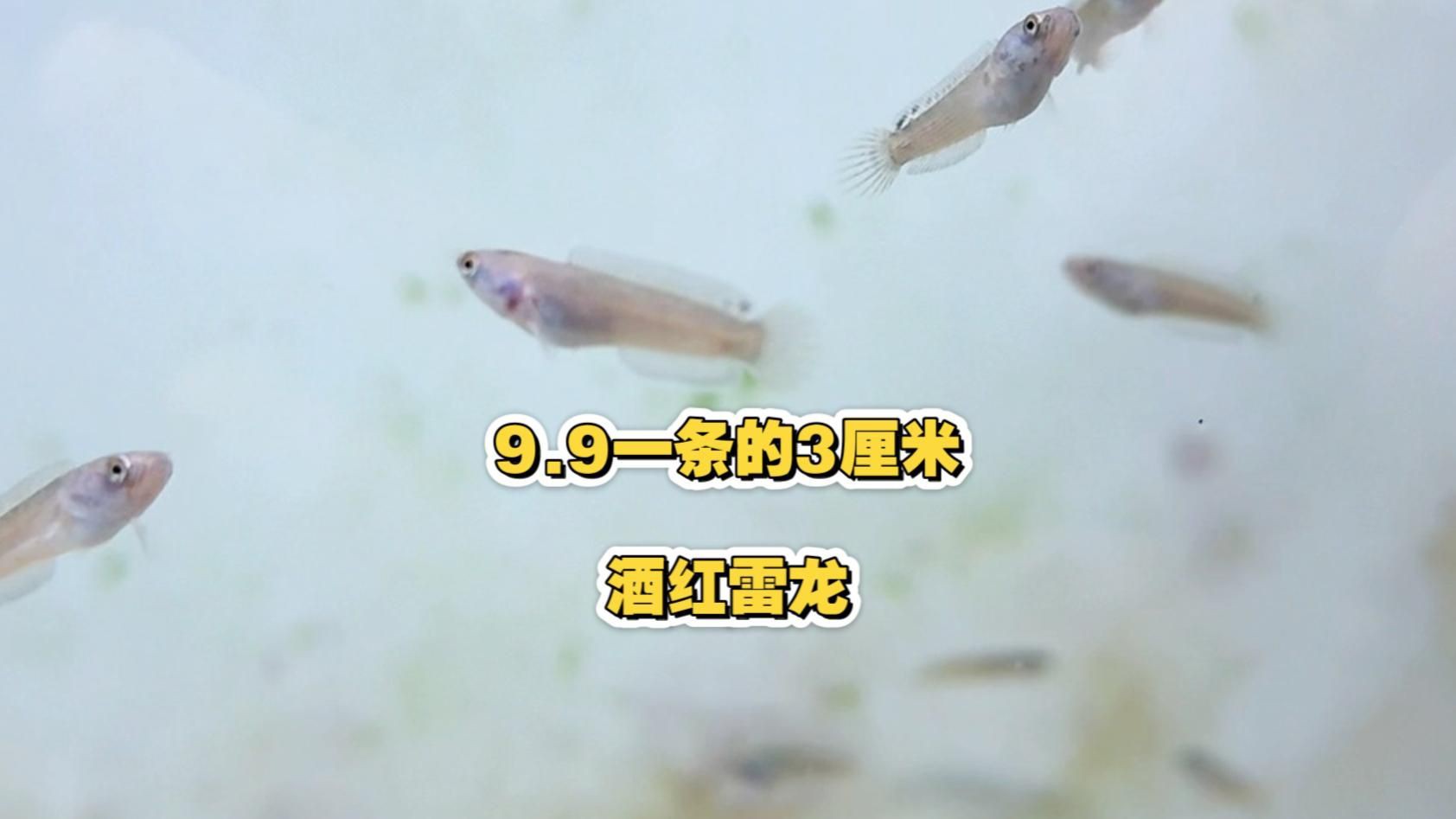 雷龍魚一般多少錢一條 雷龍魚一般多少錢一條 龍魚百科 第6張