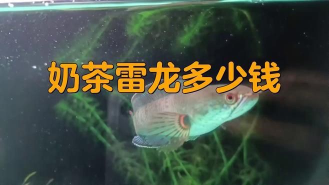 雷龍魚一般多少錢一條 雷龍魚一般多少錢一條 龍魚百科 第3張