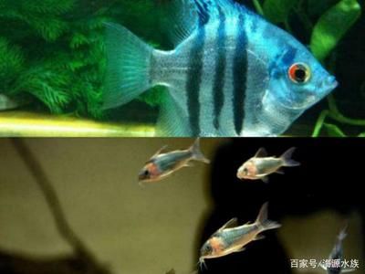 龍魚游到魚缸底部好嗎：如何改善龍魚的水質(zhì)環(huán)境，確保其健康和幸福