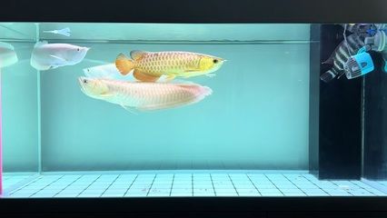 龍魚游到魚缸底部好嗎：如何改善龍魚的水質(zhì)環(huán)境，確保其健康和幸福