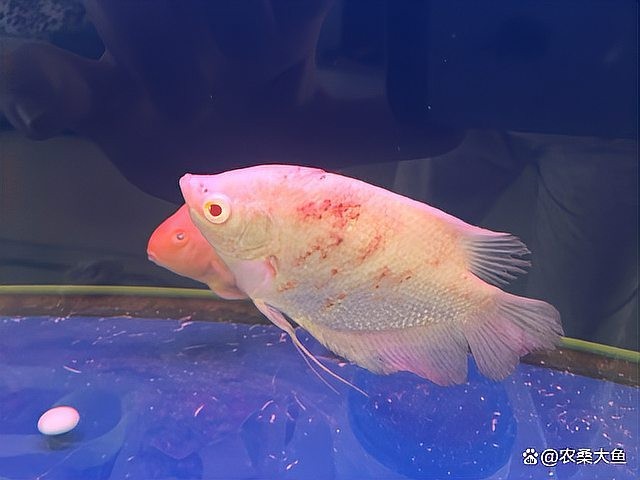 銀龍魚全身變紅了