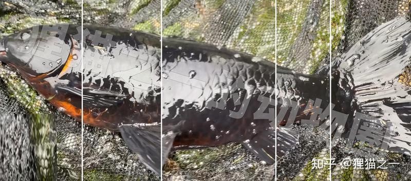 黑色的龍魚多少錢一條 黑色的龍魚多少錢一條 龍魚百科 第9張