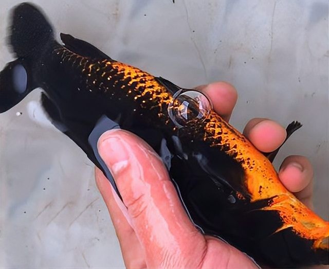 黑色的龍魚多少錢一條 黑色的龍魚多少錢一條 龍魚百科 第5張