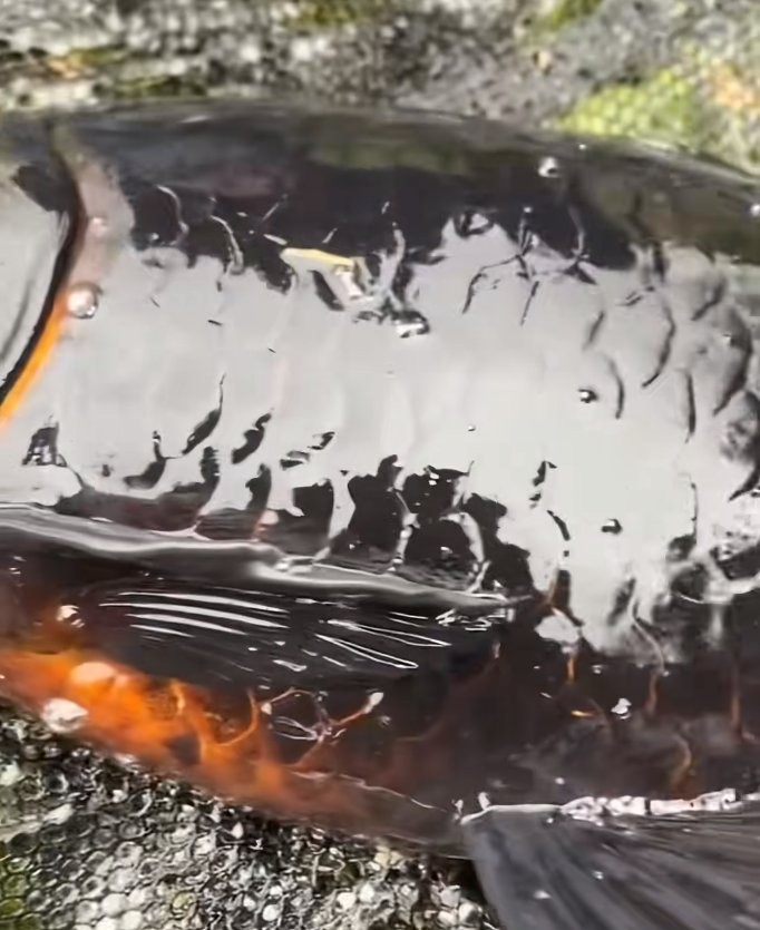 黑色的龍魚多少錢一條 黑色的龍魚多少錢一條 龍魚百科 第6張
