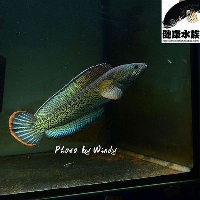 龍魚配對會有哪些表現：如何判斷龍魚配對成功率 龍魚配對會有哪些表現：如何判斷龍魚配對成功率 龍魚百科 第4張