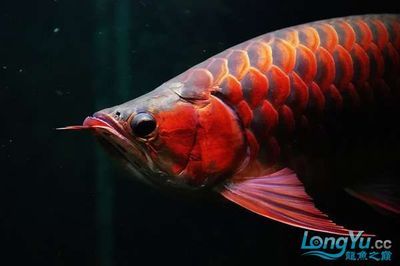 紅龍魚兜嘴怎么追回來（如何追回紅龍魚兜嘴）