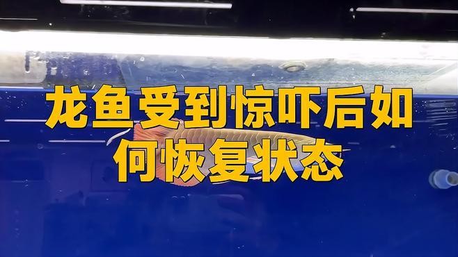 龍魚受驚嚇趴缸怎么辦