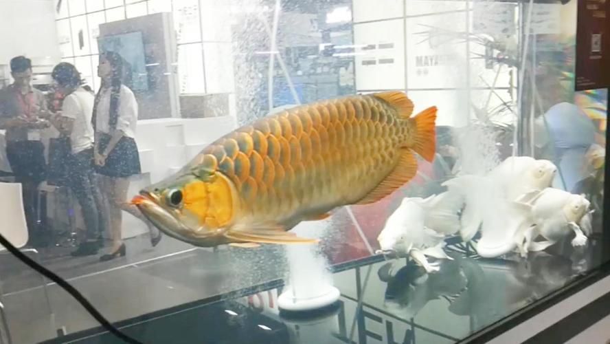 龍魚好還是蝴蝶鯉好：魚缸養龍魚好還是蝴蝶鯉好