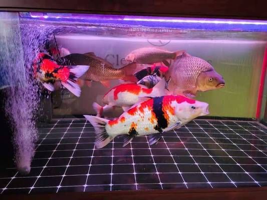 龍魚好還是蝴蝶鯉好：魚缸養龍魚好還是蝴蝶鯉好