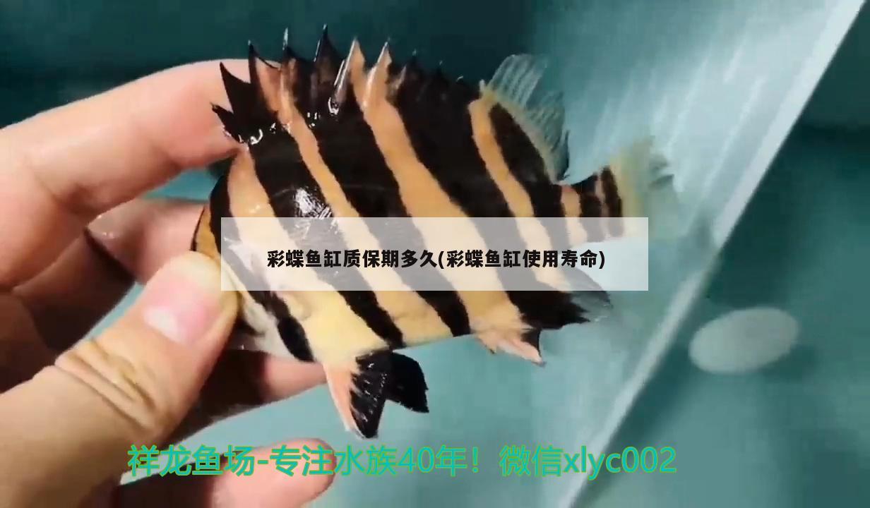 彩蝶魚缸質(zhì)保期多久(彩蝶魚缸使用壽命)