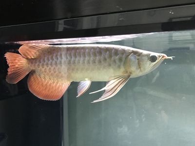 龍魚之巔app下載龍魚之巔app下載蘋果版（龍巔觀賞魚app下載）：龍魚之巔app下載和使用詳情