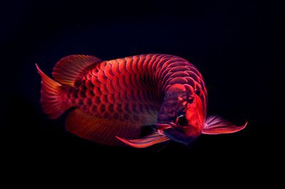 龍魚之巔app下載龍魚之巔app下載蘋果版（龍巔觀賞魚app下載）：龍魚之巔app下載和使用詳情