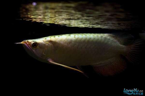 金龍魚用黃燈還是白燈好養