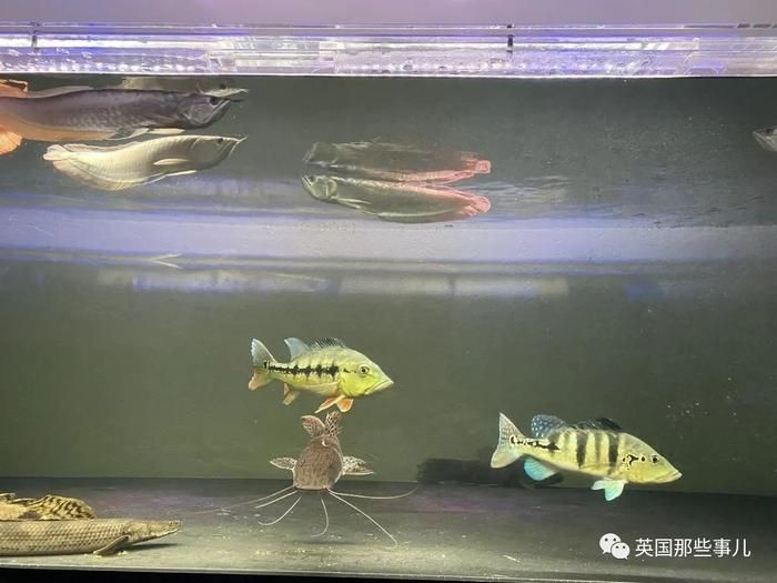 家庭魚(yú)缸養(yǎng)幾條魚(yú)最好金龍魚(yú)最佳（1米5的金龍魚(yú)適合養(yǎng)殖1米5的魚(yú)缸養(yǎng)幾條最好）