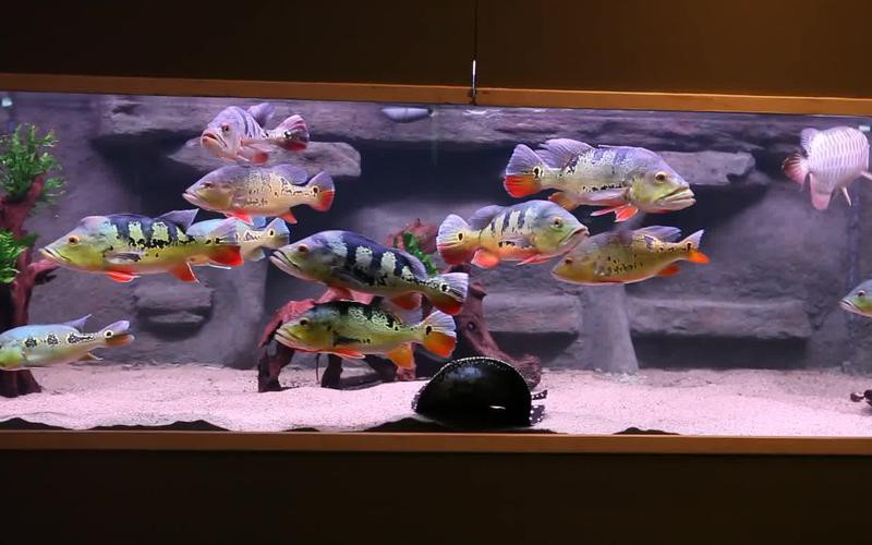 皇冠九間魚能跟龍魚混養(yǎng)嗎圖片