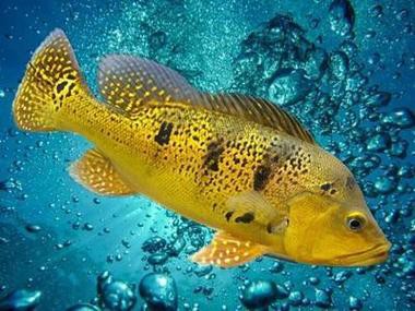 皇冠九間魚能跟龍魚混養(yǎng)嗎圖片