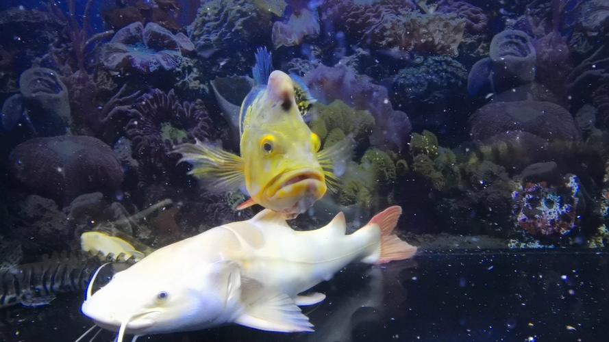 皇冠九間魚能跟龍魚混養(yǎng)嗎圖片