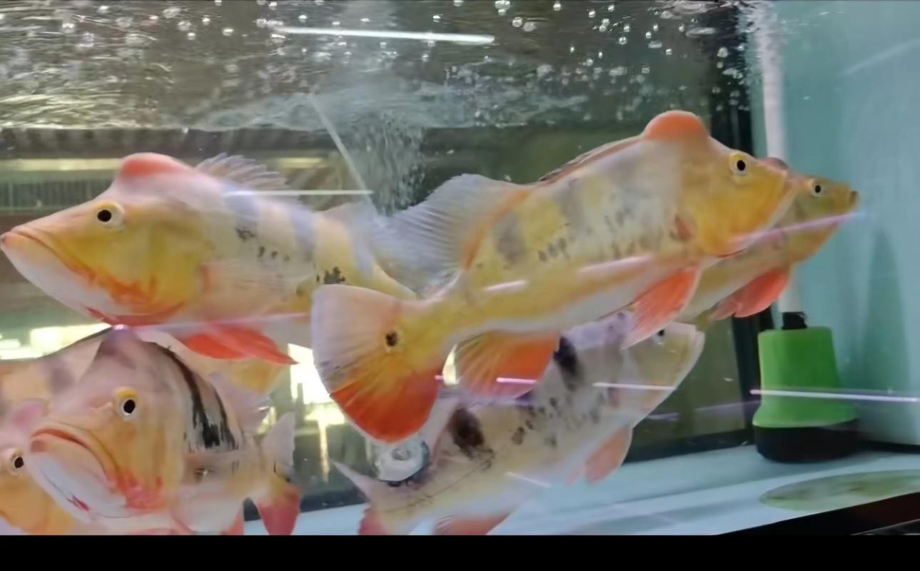 皇冠九間魚能跟龍魚混養(yǎng)嗎圖片