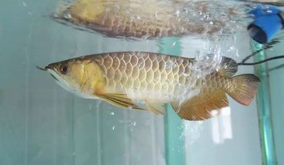 龍魚怎樣麻醉最好呢：給龍魚進行麻醉操作時選擇合適的麻醉方法是非常重要的